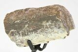 Fossil Sauropod Rib Bone Section w/ Metal Stand - Colorado #294920-2